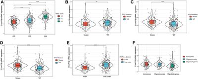 High Expression of C1ORF112 Predicts a Poor Outcome: A Potential Target for the Treatment of Low-Grade Gliomas